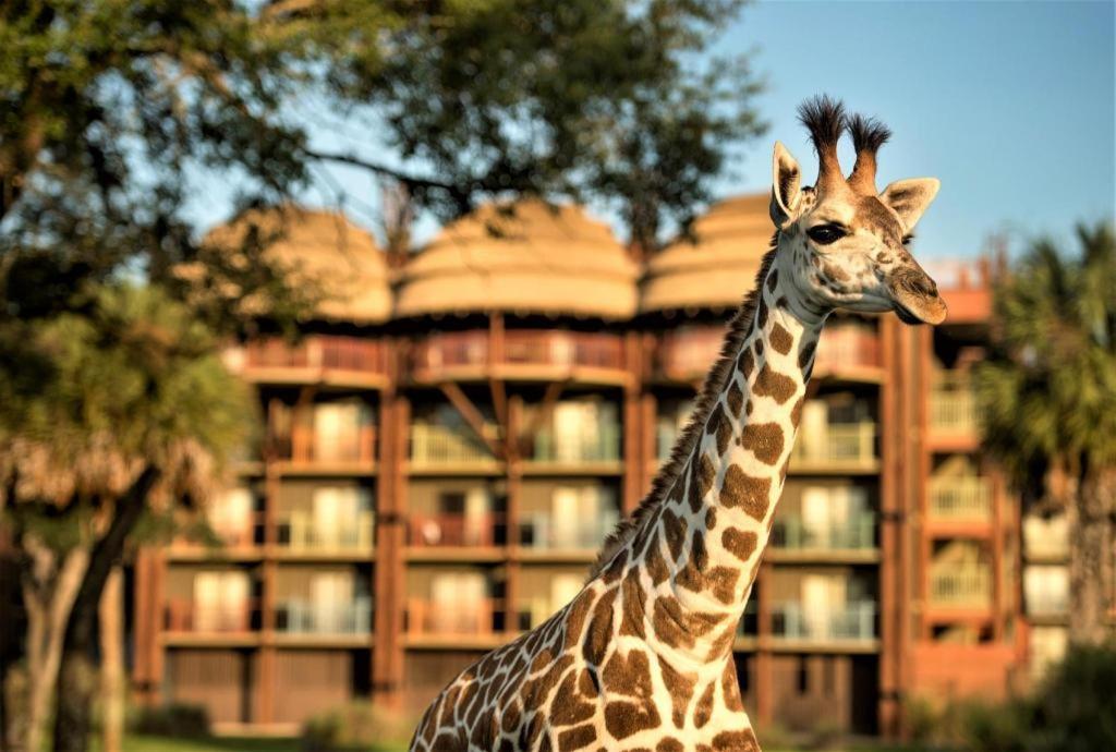 Disney'S Animal Kingdom Lodge Four Corners Екстериор снимка